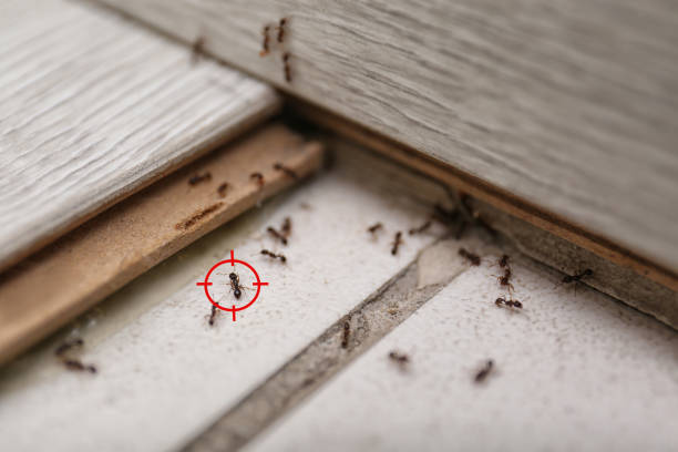 Cohoe, AK Pest Control Company