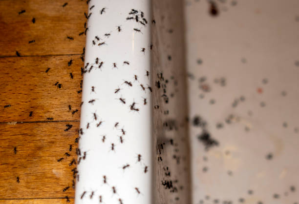 Pest Control for Restaurants in Cohoe, AK