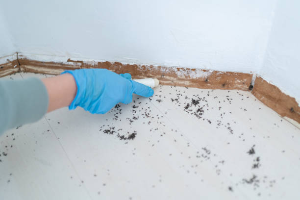 Best Pest Control Treatment  in Cohoe, AK